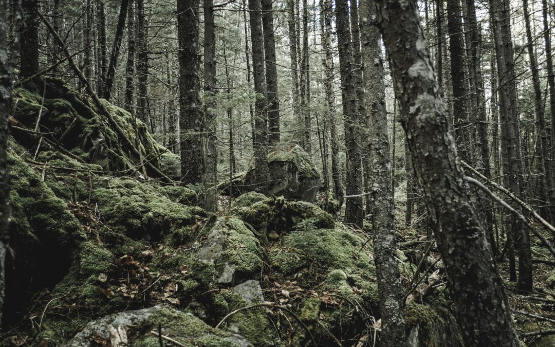 Navigating the Leadership Maze: A Guide for First-Time Managers (Part 2)